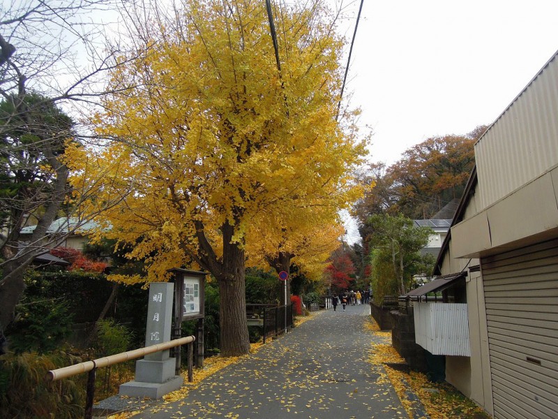 kamakura_meigetsu0101