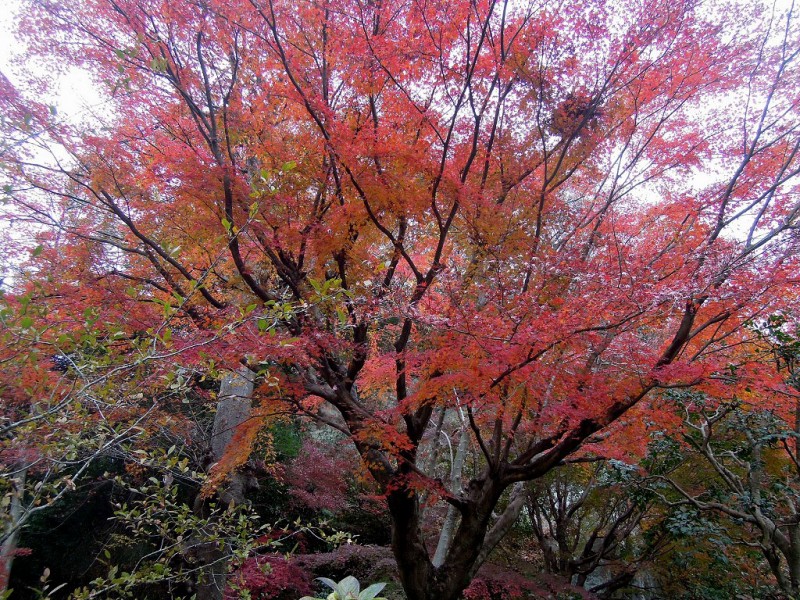 kamakura_meigetsu0305