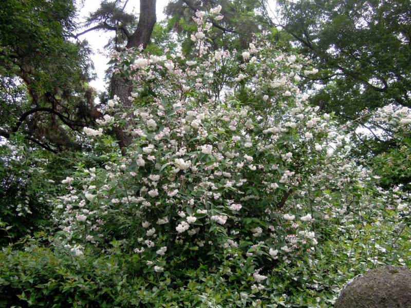 住吉大社 卯の花苑