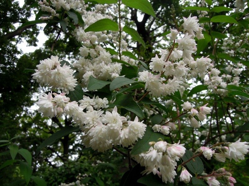 住吉大社 卯の花苑