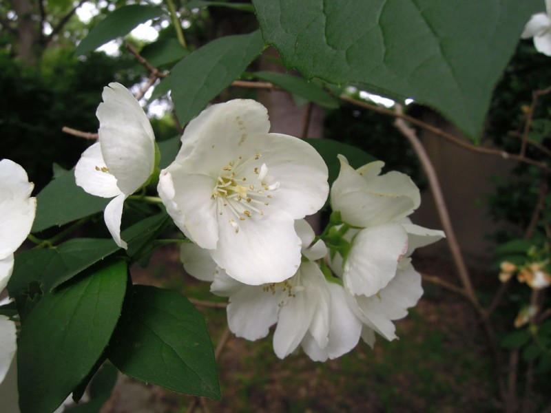 住吉大社 卯の花苑