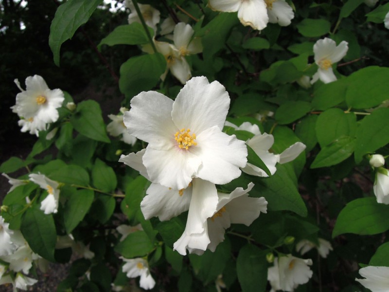 住吉大社 卯の花苑