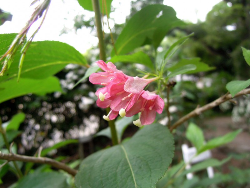 住吉大社 卯の花苑