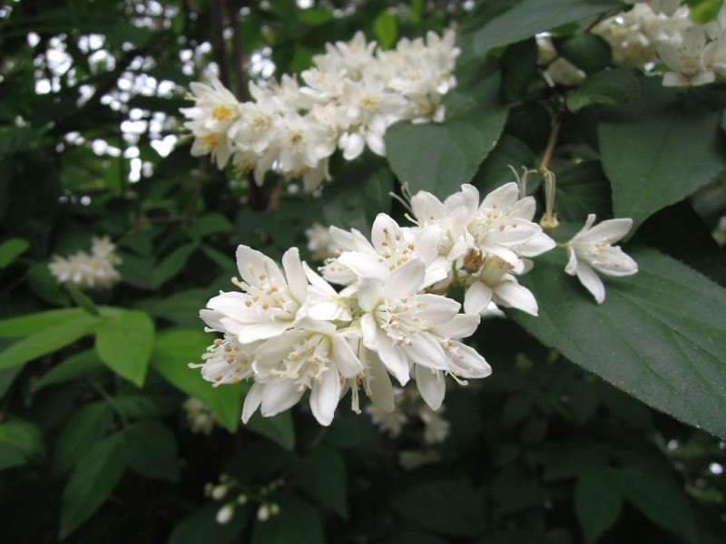 住吉大社 卯の花苑