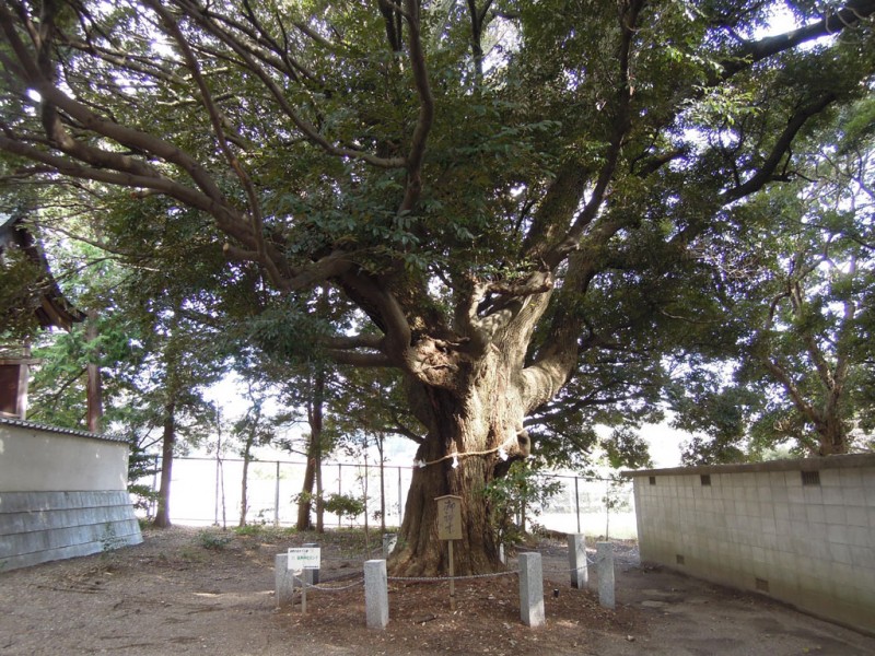 砥神神社 ご神木