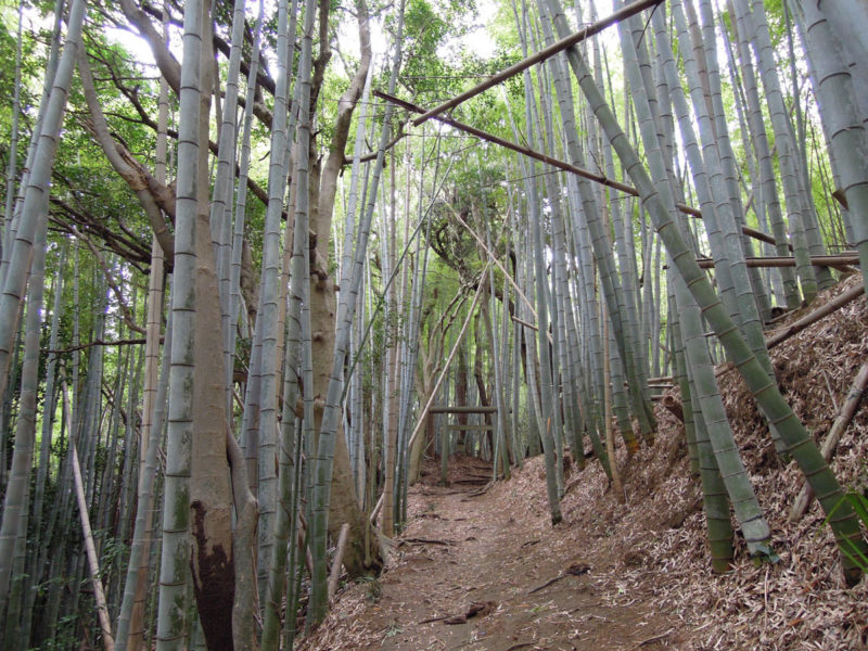 星神社（大生城）参道