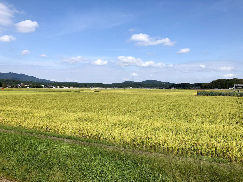 玉名山部田 水田