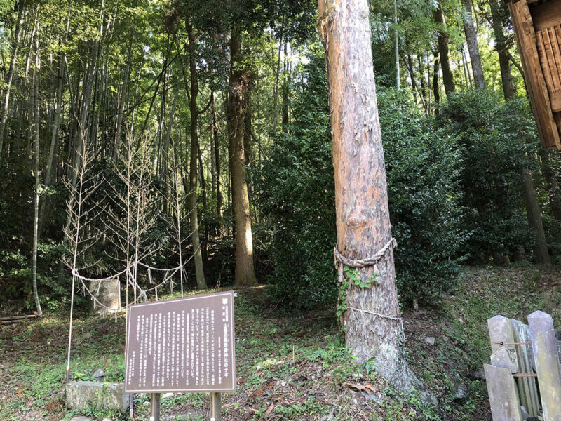 玉名山部田熊野座神社 神木 ナギ