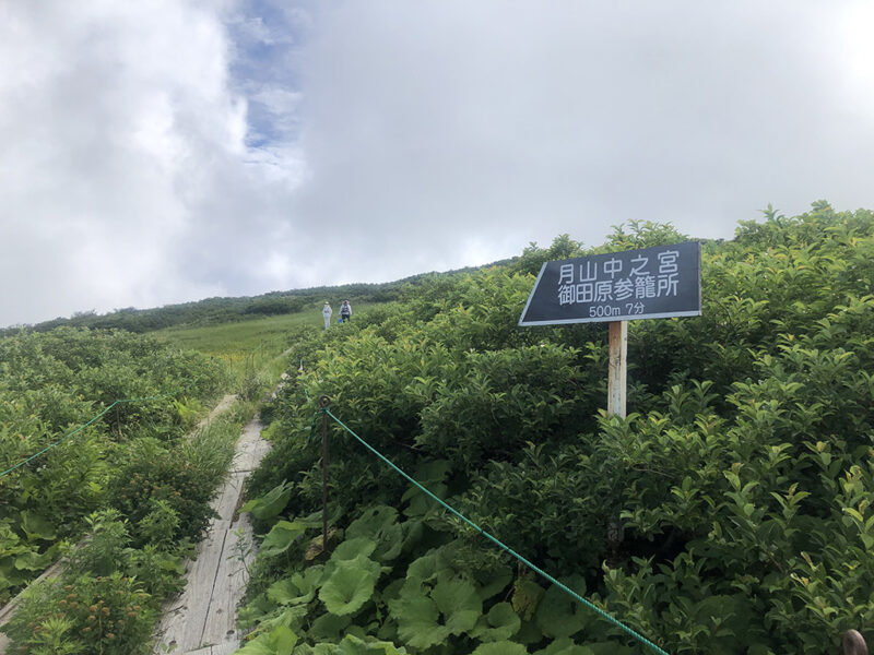 月山 弥陀ヶ原湿原