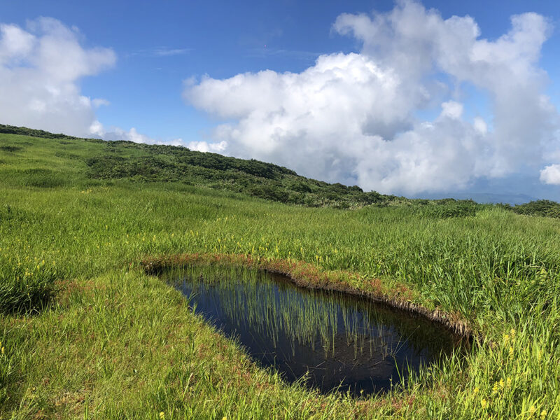 月山 弥陀ヶ原湿原