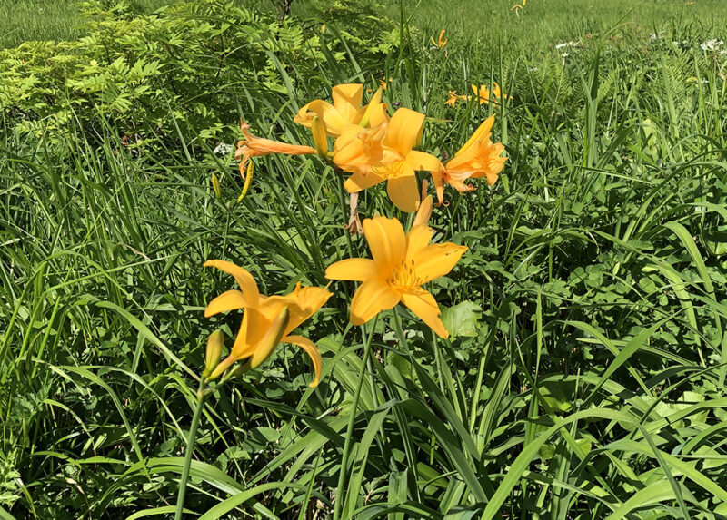 月山 ニッコウキスゲ