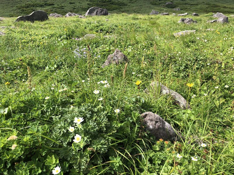 月山 二の岳付近 花畑