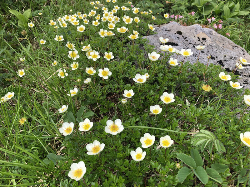 月山 チングルマ