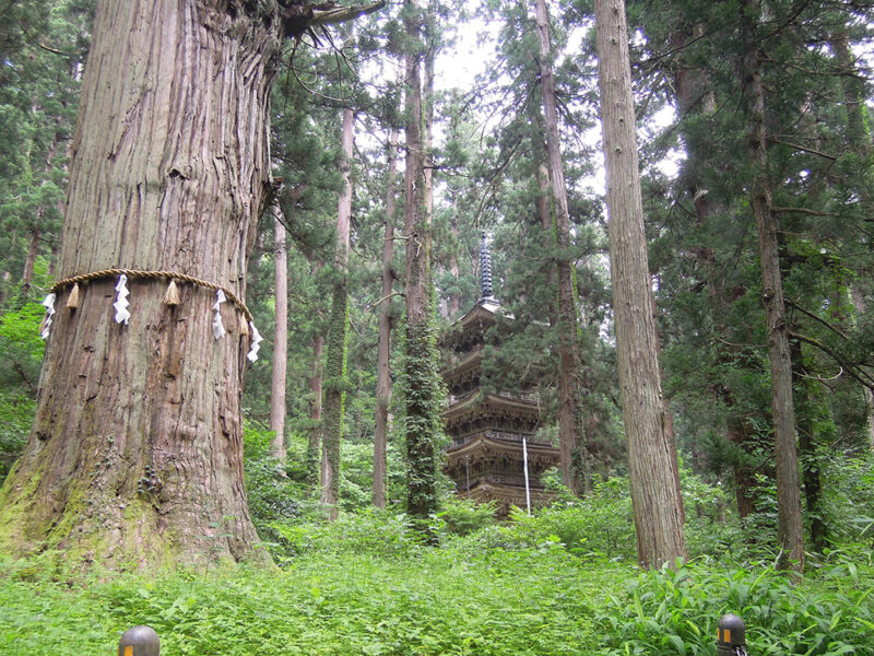 羽黒山 爺杉と五重塔