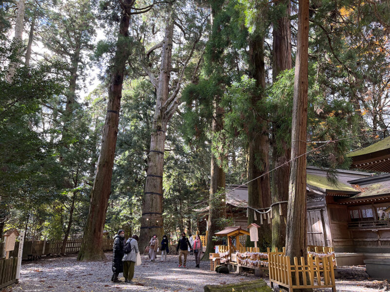 高千穂神社 境内 杉